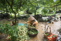 Trồng vàng trên núi, người dân thu gần tỷ đồng mỗi năm