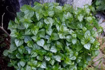 Loại rau được nhiều người săn lùng, vừa ngon lại hỗ trợ trị bệnh