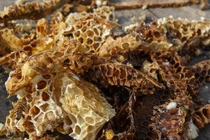 Mật ong độc giá hơn trăm triệu/kg, muốn lấy có khi phải đổi mạng