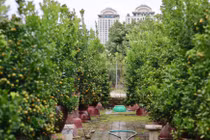 Thủ phủ quất Tứ Liên chuyển sắc vàng, tất bật vào vụ Tết 