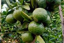 Cam sành rớt giá thảm chỉ còn 2.000 đồng/kg