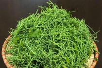 Hoa rau ngót rừng có gì đặc biệt mà giá "chát" tới 300.000 đồng/kg?