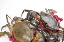 Giá cua Cà Mau vượt mốc 1,1 triệu đồng/kg
