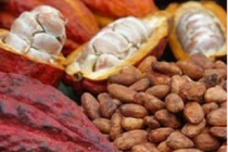 Cacao tăng giá 260.000 đồng/kg
