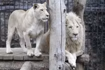 Bí ẩn về loài sư tử bạch tạng mắt xanh siêu quý hiếm 