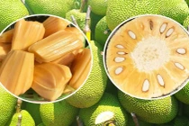Mít Thái tăng giá từ 10.000 - 12.000 đồng/kg
