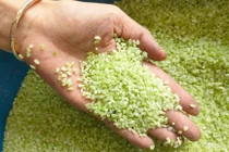 Sự thật ngã ngửa về gạo Séng Cù xanh gây sốt chợ mạng