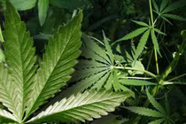 Nguy hiểm chết người khi tự ý dùng cần sa chữa ung thư 