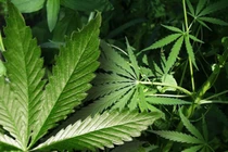 Nguy hiểm chết người khi tự ý dùng cần sa chữa ung thư 