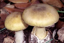 Giật mình những chất độc kinh hãi có thể chữa bệnh ung thư