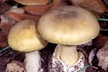 Giật mình những chất độc kinh hãi có thể chữa bệnh ung thư