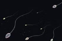 Nguyên nhân khiến quý ông bị xuất tinh ngược