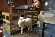 Cà phê cừu sốt dịp đón năm mới ở Hàn Quốc