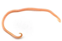 Nhận biết giun ký sinh trong ruột và cách loại bỏ