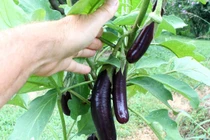 Bí kíp trồng cà tím tại nhà cực đơn giản