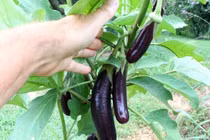 Bí kíp trồng cà tím tại nhà cực đơn giản