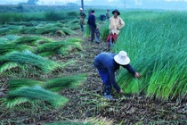 Ghé thăm làng cói 200 tuổi độc đáo ở miền Trung