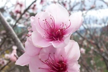 Mặt nạ dưỡng da trắng bóc từ hoa Tết