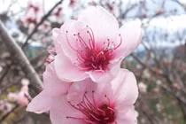 Mặt nạ dưỡng da trắng bóc từ hoa Tết