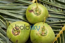 Trắng da, mượt tóc với mẹo làm đẹp bằng nước dừa