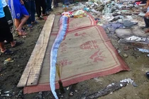 Cá "động đất" khủng lại dạt vào Quảng Bình