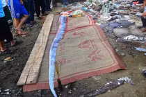 Cá "động đất" khủng lại dạt vào Quảng Bình