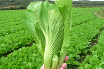 Thực phẩm trắng da, xóa nếp nhăn mùa đông