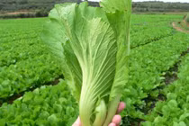 Thực phẩm trắng da, xóa nếp nhăn mùa đông