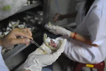 Khách sạn “chơi sốc” dùng 2 tầng để... nuôi yến