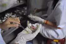 Khách sạn “chơi sốc” dùng 2 tầng để... nuôi yến