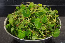 Giật mình danh sách thảo dược gây sẩy thai, dị tật