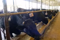 Lộ giá đắt hơn vàng của bò Kobe “made in Vietnam“