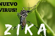 Bộ y tế cảnh báo virus ăn não từ muỗi ở VN