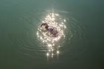 14 bức ảnh vô tình bắt trúng khoảnh khắc trùng hợp đến khó tin