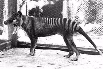 6 sinh vật huyền thoại nhanh chóng tuyệt chủng do con người