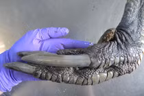 Sinh vật "ngoài hành tinh" lạc đến Trái Đất khiến con người hú vía 