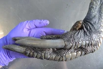 Sinh vật "ngoài hành tinh" lạc đến Trái Đất khiến con người hú vía 