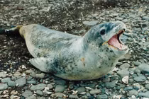 15 loài vật trông hiền lành vô hại nhưng là sát thủ chết người 