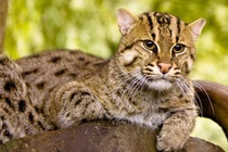 Loài mèo độc nhất Việt Nam bơi lặn cực đỉnh, bắt cá "thành thần" 