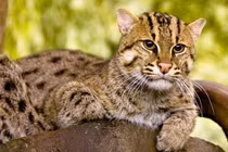 Loài mèo độc nhất Việt Nam bơi lặn cực đỉnh, bắt cá "thành thần" 