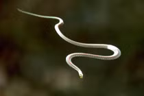 Loài rắn độc không cánh vẫn bay xa hàng chục mét: Việt Nam có nhiều! 