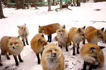 Khó tin những vùng đất trên thế giới bị động vật “chiếm giữ” hoàn toàn 