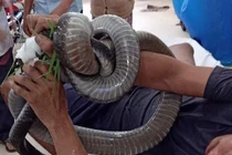 Thót tim “phi vụ” tóm sống rắn khủng, trăn khổng lồ chấn động Việt Nam 