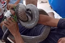 Thót tim “phi vụ” tóm sống rắn khủng, trăn khổng lồ chấn động Việt Nam 