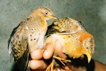 Sợ hãi tiếng 'rồng gầm' bí ẩn giữa vùng núi Trung Quốc