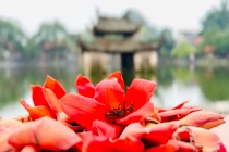 Đẹp ngất ngây cây gạo đỏ rực ở chùa nghìn tuổi Hà Nội