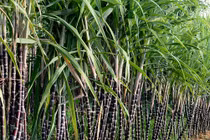 Dính hàng loạt sai phạm, Mía Đường Sơn La bị phạt và truy thu thuế tài nguyên 