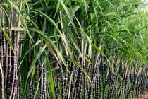 Dính hàng loạt sai phạm, Mía Đường Sơn La bị phạt và truy thu thuế tài nguyên 