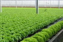 Thoái vốn tại Sky Life Farms, Sao Thái Dương chi 156 tỷ "đẻ" công ty con khác