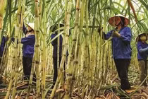 Cổ phiếu mía đường mang về vị ngọt cho cổ đông kiên nhẫn